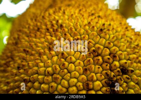 Jackfruit on the tree in the garden close up image Stock Photo