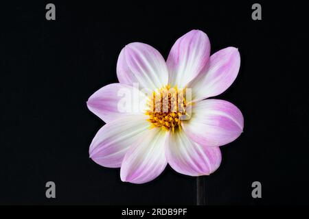 A close-up of a pink and white Dahlia flower Stock Photo