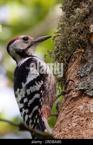 The white-backed woodpecker (Dendrocopos leucotos) is a Eurasian woodpecker belonging to the genus Dendrocopos. Stock Photo