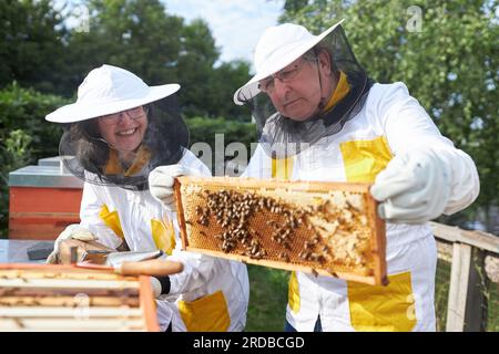 Happy senior beekeeping couple examining honeycomb frame at apiary garden Stock Photo