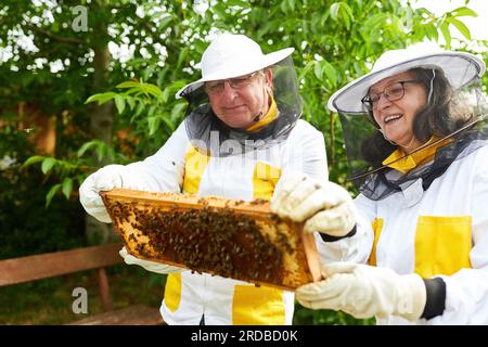 Smiling senior female and male apiarist analyzing honeycomb frame at apiary garden Stock Photo