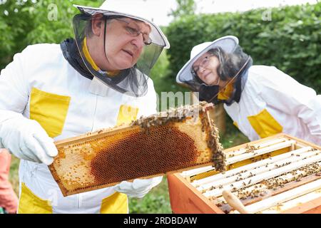 Senior female apiarist by male beekeeper holding honeycomb frame at apiary garden Stock Photo