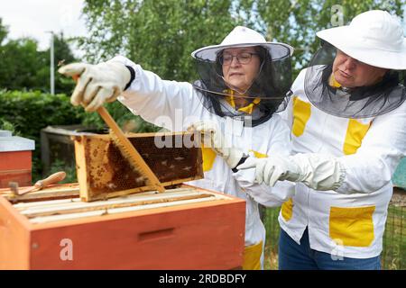 Senior beekeeping couple brushing beeswax frame on beehive box in apiary garden Stock Photo