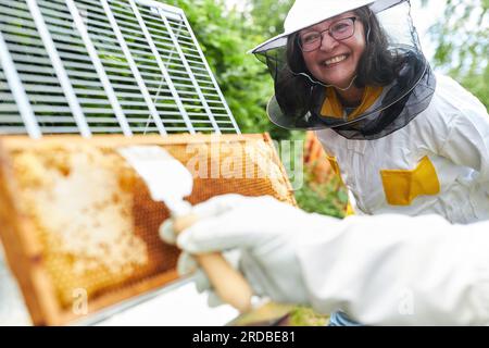 Cheerful female apiarist by hand of beekeeper scrapping beeswax on frame in apiary garden Stock Photo