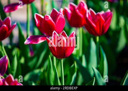 Ottawa, Canada - May 22 2023: Blossom Tulipes in downtown Ottawa Stock Photo