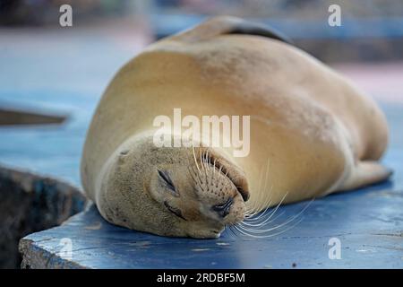 Sea lion resting on a stone bench, Puerto Ayora, Santa Cruz Island, Galapagos Stock Photo