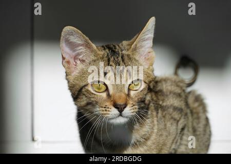 A portrait of cute tiger kitten in the sunlight observes its surroundings Stock Photo