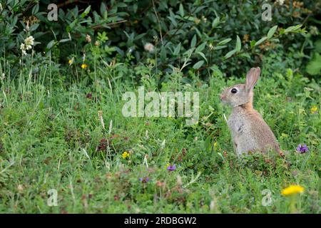 Alert rabbit upright posture hi-res stock photography and images