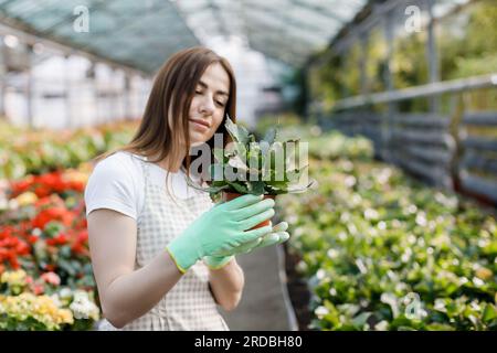 Woman gardener in apron caring potted plant in greenhouse surrounded by plants and pots. Home gardening, love of plants and care. Stock Photo