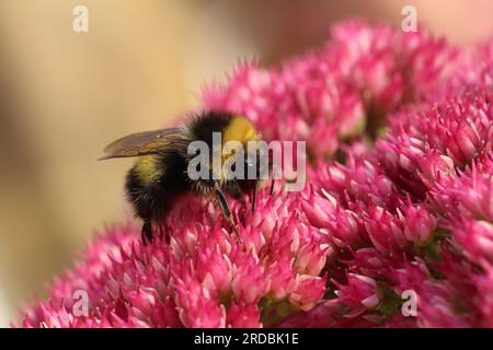 Bumble Bee On Sedum Stock Photo