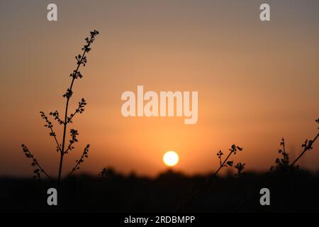 Summer Sunset behind long grass Stock Photo
