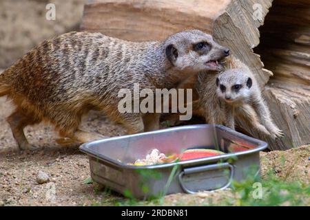 Animal That Carries Its Own Food Supply  