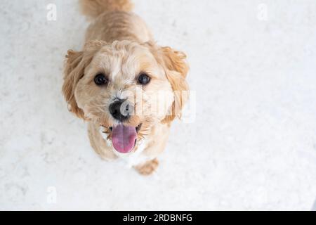 Portrait of a cute spaniel looking at the camera. Cute golden doggy Stock Photo