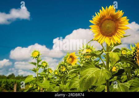 sunflower plantation Stock Photo