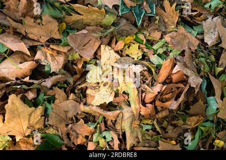 Autumn or fall background photo. Pile of dry brown or green leaves in focus. Stock Photo
