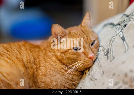 Sleeping ginger cat lying on a pillow. Laying down to sleep in a comfortable pose. Calm domestic cat Stock Photo