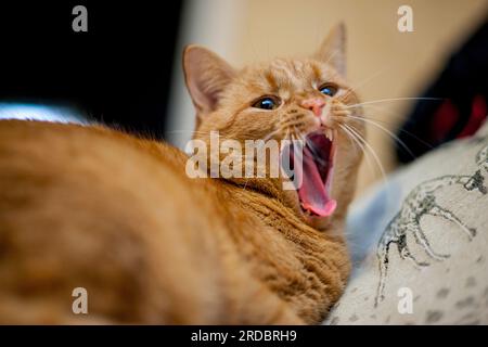 Yawning ginger cat, lying on a pillow. A domestic cat laying down to sleep in a comfortable pose Stock Photo