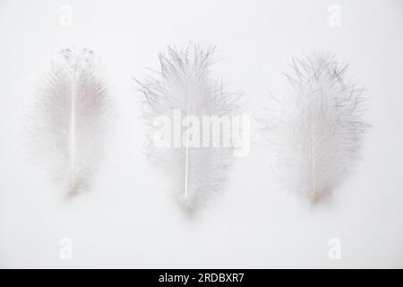 Three large bird feathers lie on a white background as a background, lightness Stock Photo
