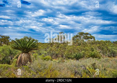 Outback vegetation with Macrozamia riedlei (zamia or zamia palm), wandoo eucalyptus and dry bushland in Badgingarra National Park, Western Australia Stock Photo