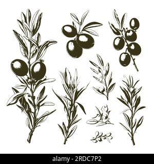 Engraved olive branch. Sketch branches with leaves and blossoms, hand drawn olives design element. Agricultural ripe plant or fruit on white backgroun Stock Vector