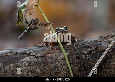 An European common Brown frog, rana temporaria, sitting on a log behind a small branch looking at the camera Stock Photo