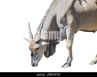 Male Eland antelope isolated on white. Taurotragus oryx Stock Photo