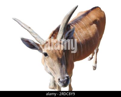 Eland antelope isolated on white. Taurotragus oryx Stock Photo