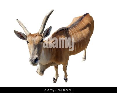 Eland antelope isolated on white. Taurotragus oryx Stock Photo