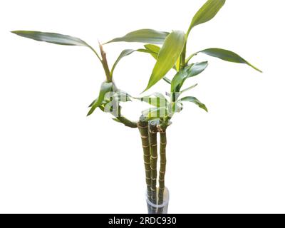 Bamboo isolated on white background Stock Photo