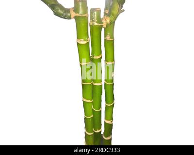Bamboo isolated on white background Stock Photo