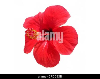Hawaiian hibiscus flower isolated on white. Hibiscus rosa-sinensis Stock Photo