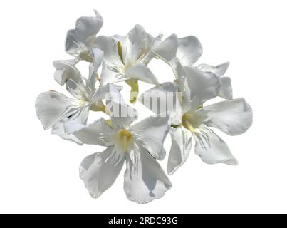 white Oleander flower isolated on white. Nerium oleander Stock Photo