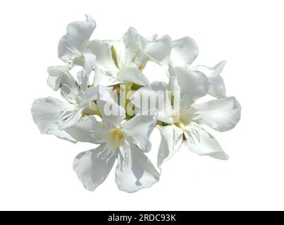 white Oleander flower isolated on white. Nerium oleander Stock Photo