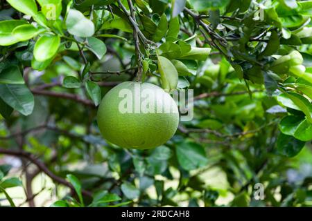 Close-up on a pomelo hanging from the tree. Stock Photo
