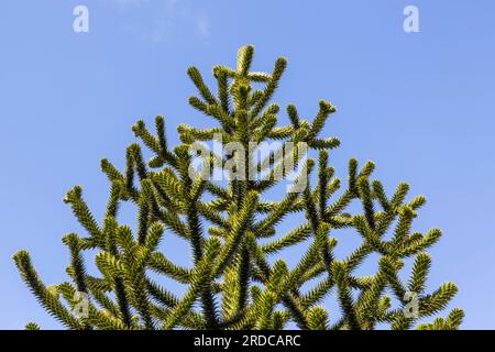 Detail of a monkey puzzle tree, Araucaria araucana, against a blue sky Stock Photo