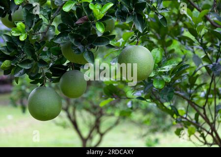 Close-up on pomelos hanging from the tree. Stock Photo
