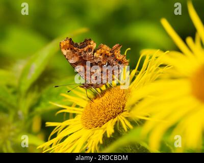 Comma butterfly, Polygonia c-album, feeding on Inula hookeri with wings closed showing the white comma mark Stock Photo