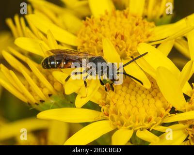 Male sweat bee,  Lasioglossum calceatum feeding on the yellow flowers of common ragwort, Senecio jacobaea Stock Photo