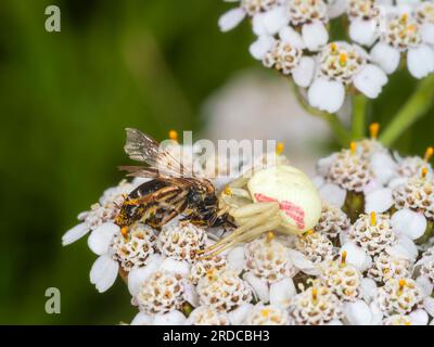 UK crab spider, Misumena vatia, has ambushed a small sweat bee (Halictidae) on the flowers of yarrow, Achillea millefolium Stock Photo