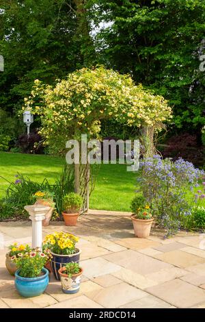 Thornless rose Lady Banks Rose climbing a garden arch with blue Ceanothus Concha to the right. Stock Photo