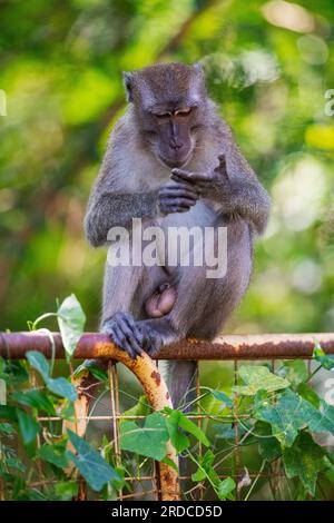A long-tailed macaque grooming himself while sitting on a riverbank fence, Singapore Stock Photo