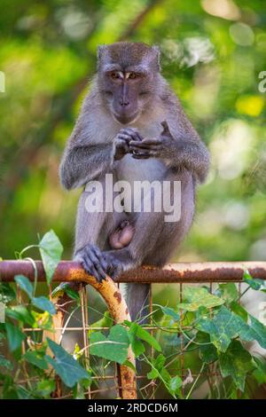 A long-tailed macaque grooming himself while sitting on a riverbank fence, Singapore Stock Photo