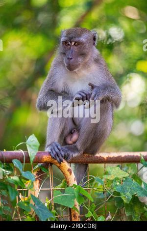 A long-tailed macaque grooming himself while sitting on a riverbank fence, Singapore Stock Photo