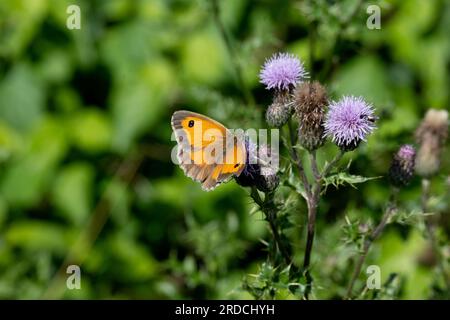 Hedge Brown or Gatekeeper butterfly (Pyronia tithonus) on a thistle flower, Warwickshire, UK Stock Photo