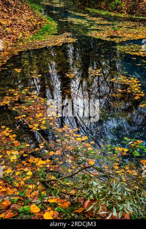 Leaves of the warm autumn color fallen into a spring of sulphurous water Autumn landscape of a wood. Raiano, L'Aquila Province, Abruzzo, Italy, Europe Stock Photo