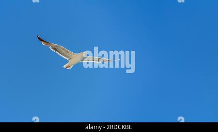A California seagull flying high in the clear blue sky with wings spread wide Stock Photo