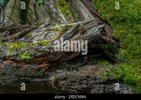 lizard camouflaged on a fallen tree Stock Photo