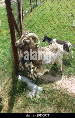 Mountain goat with curled horns. In the zoo enclosure. Close-up. Stock Photo