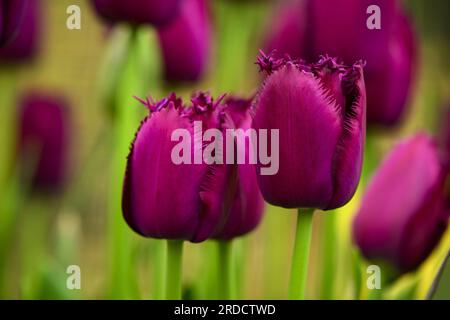 Tulipa 'Curly Sue' flowering (colourful frilly maroon heads, perennial plants close-up) - English country garden flowerbed, West Yorkshire England UK. Stock Photo