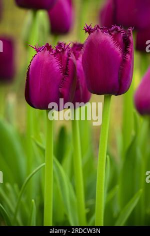Tulipa 'Curly Sue' flowering (colourful frilly maroon heads, perennial plants close-up) - English country garden flowerbed, West Yorkshire England UK. Stock Photo